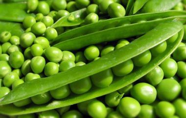 Елітне насіння ярого гороху: найкращі сорти для аграріїв України