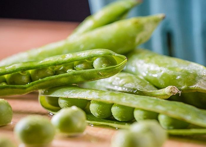 Ярий горох Оплот елітне насіння від виробника