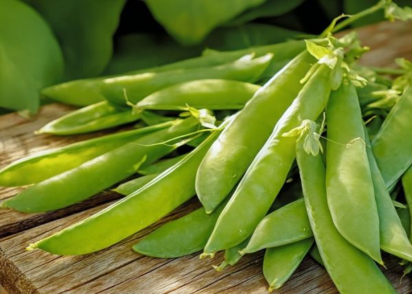 Насіння ярого гороху Остінато (Еліта)