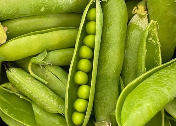 Купити ярий горох Симбіоз сертифіковане насіння Еліта