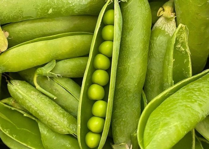 Купити ярий горох Симбіоз сертифіковане насіння Еліта