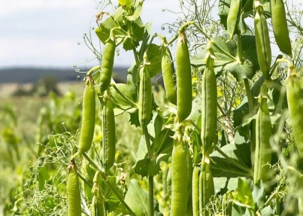 Сорт Симбіоз - ярий горох Перша репродукція, сертифіковане насіння