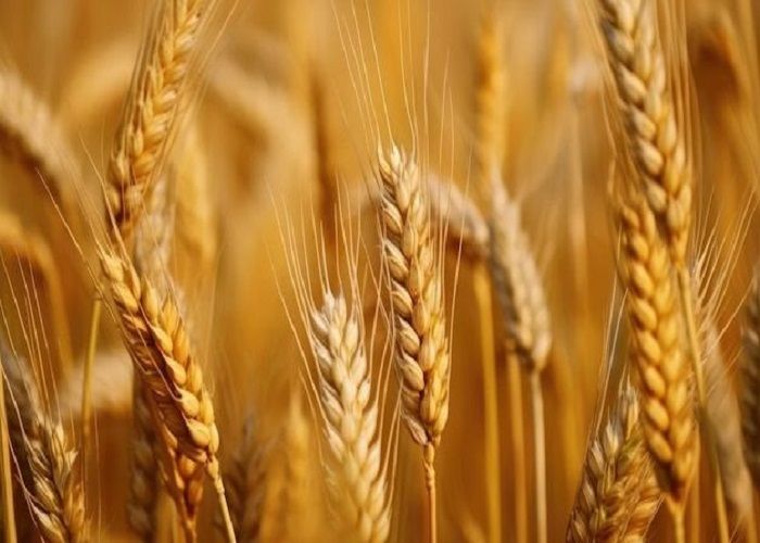 Купити насіння озимої пшениці Добродійка одеська