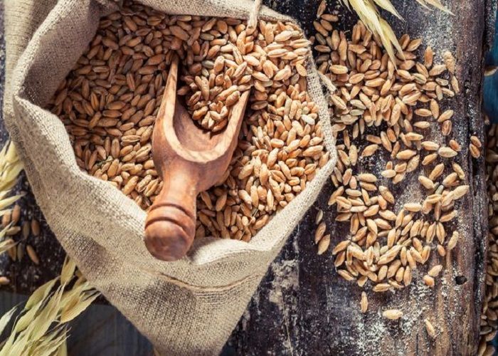 Озима пшениця Фортеця насіння Супереліта