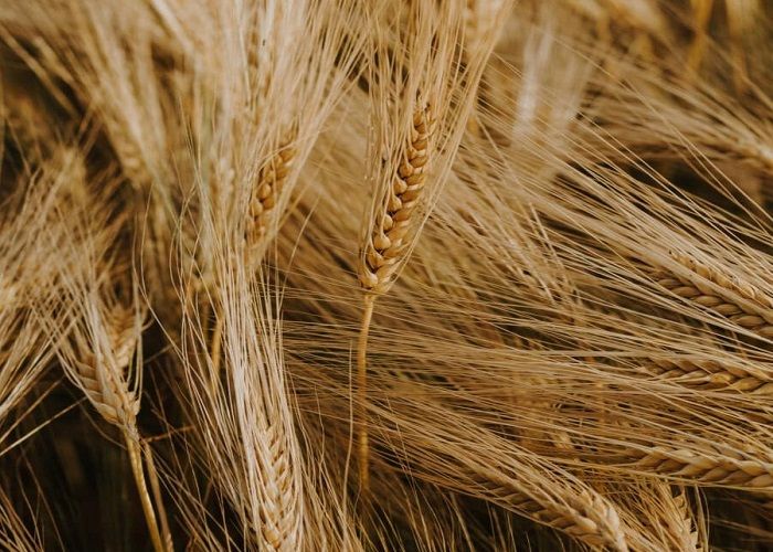 Насіння озимої пшениці Наснага (Супереліта) від виробника