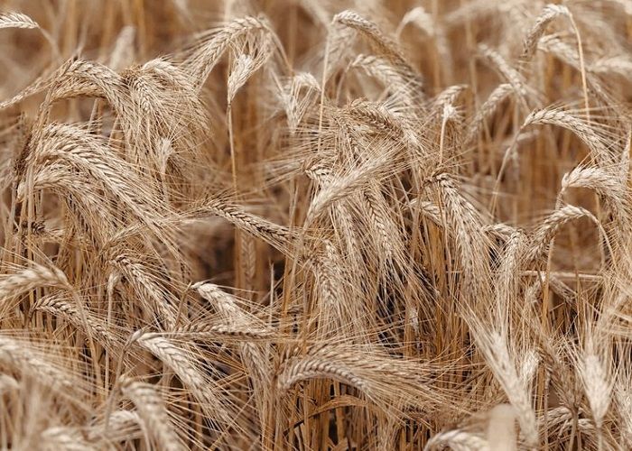 Озима пшениця Наснага – купити насіння в Україні (1т)