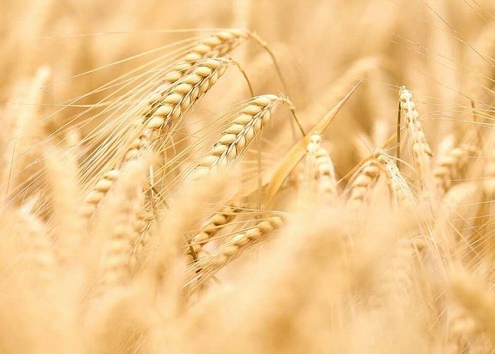 Насіння озимої пшениці Обряд — Супереліта (1т)