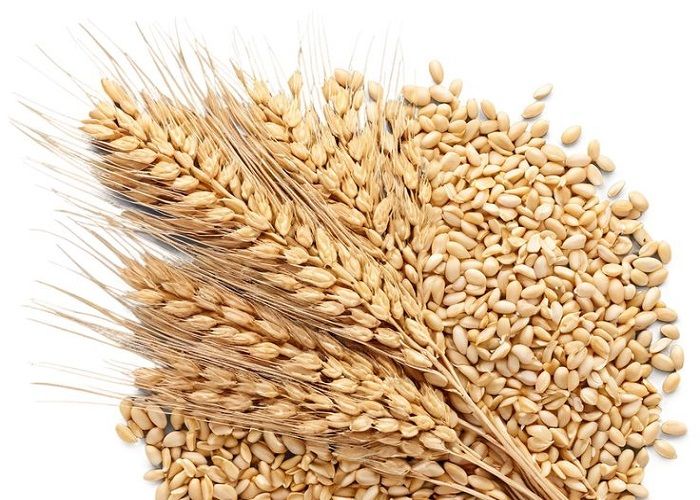 Насіння озимої пшениці Основа одеська (супереліта)