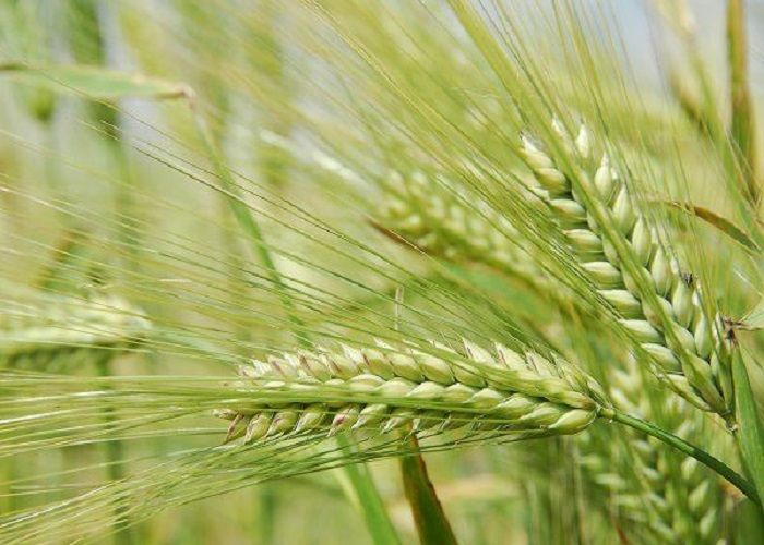 Насіння озимого ячменю Достойний від виробника